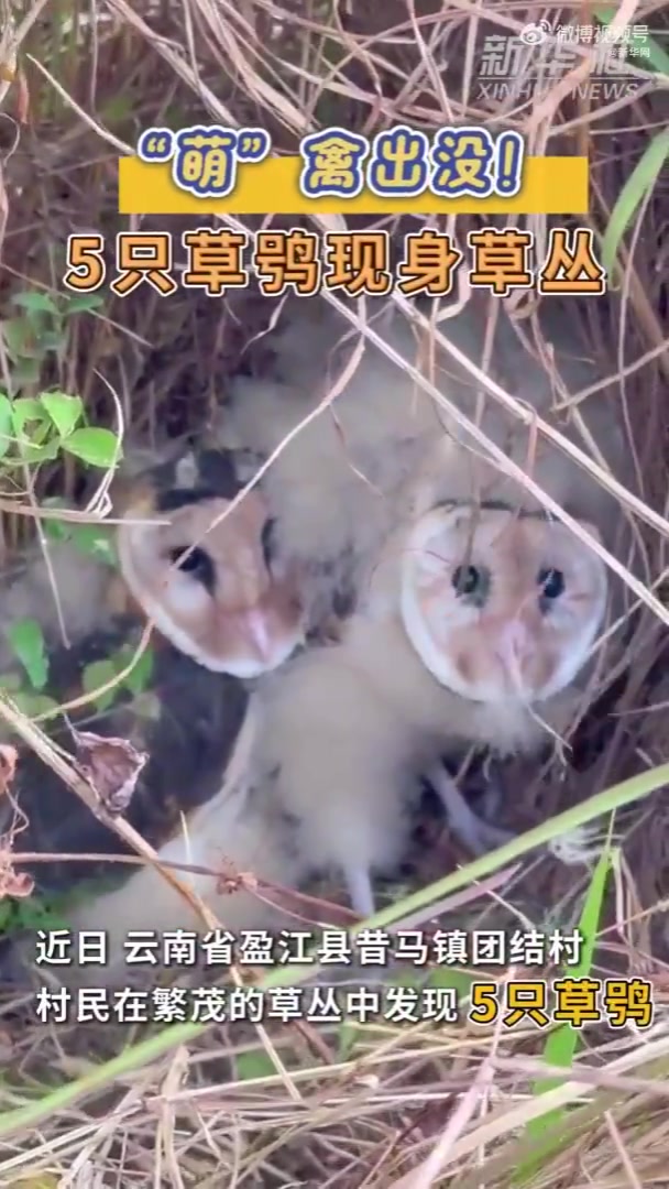 “萌”禽出没！草鸮现身草丛心形小脸萌萌哒