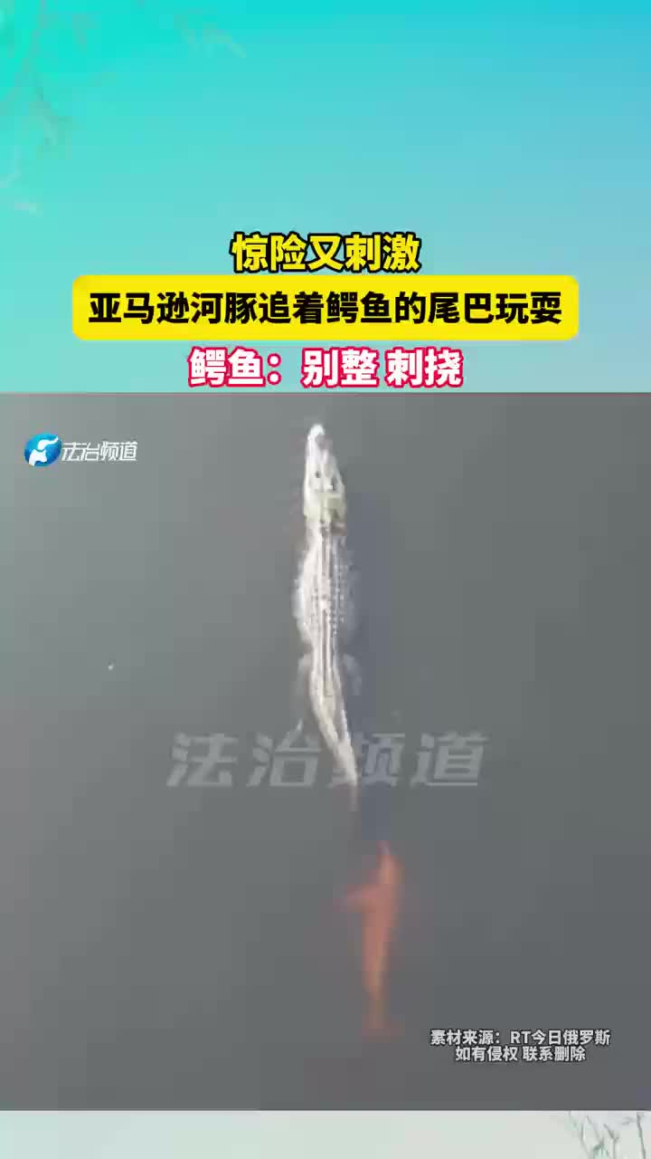 惊险又剌激，亚马逊河豚追着鳄鱼的尾巴玩耍
