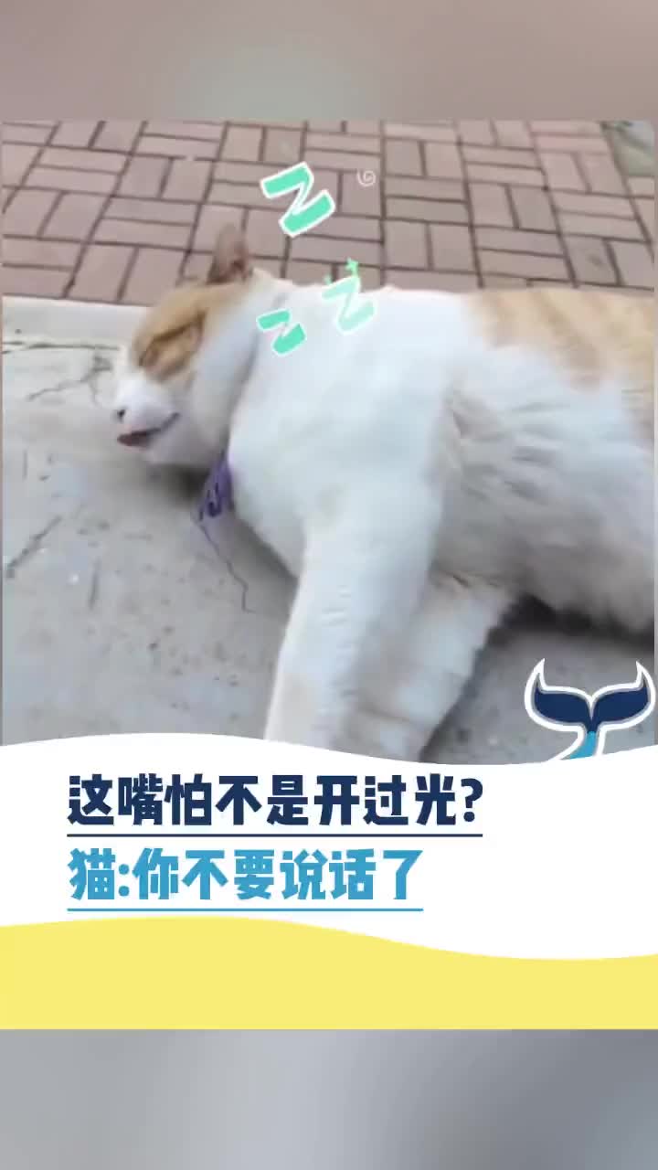 这嘴怕不是开过光，猫：你不要说话了！