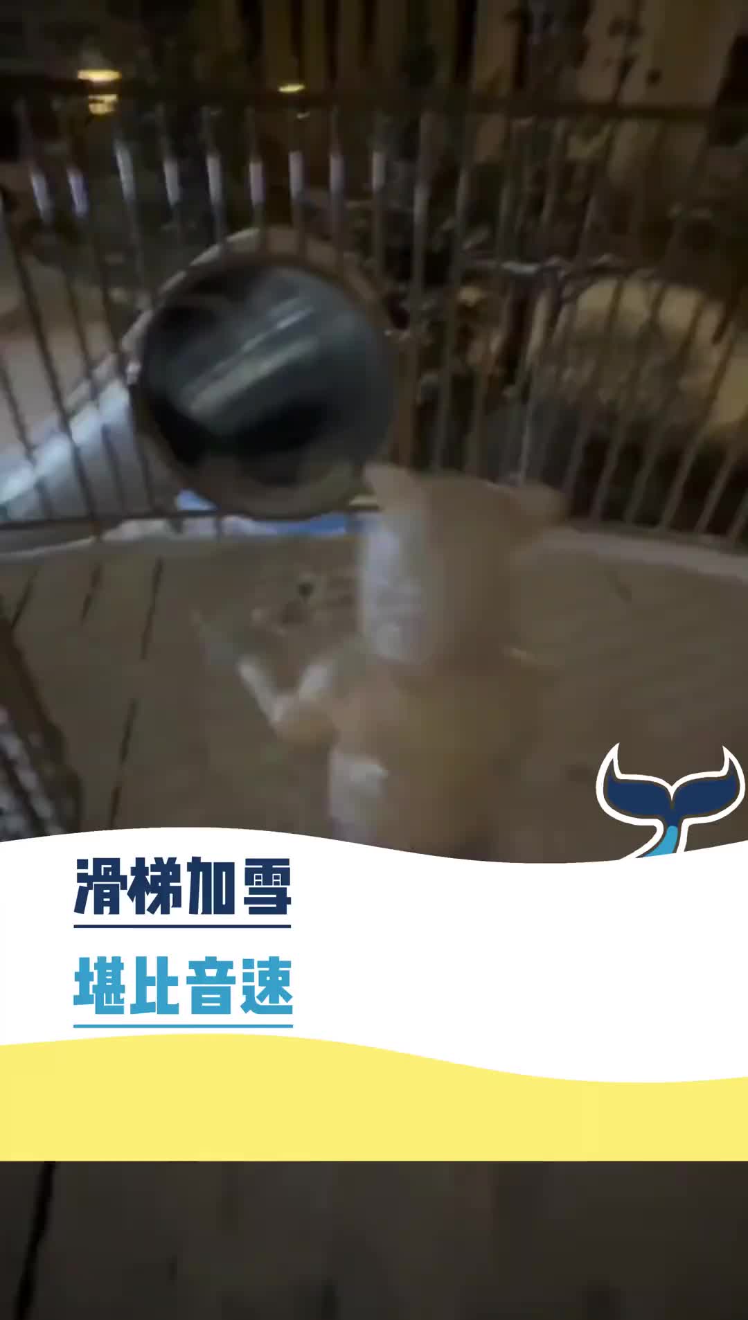 滑梯加雪，堪比“音速”！