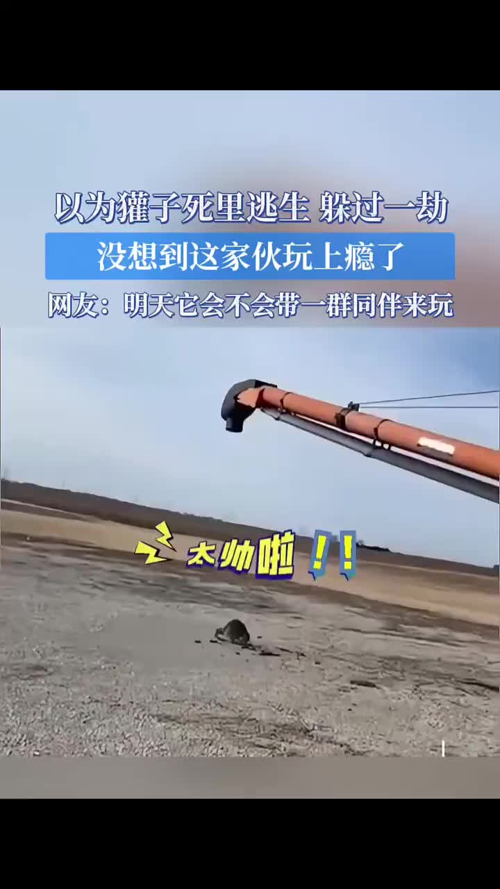干脆面好家伙，这是玩上瘾了！