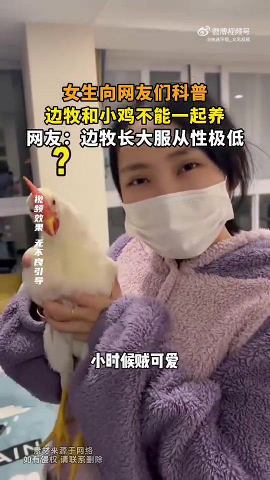 女生科普边牧和小鸡不能同养，网友称边牧长大服从性低