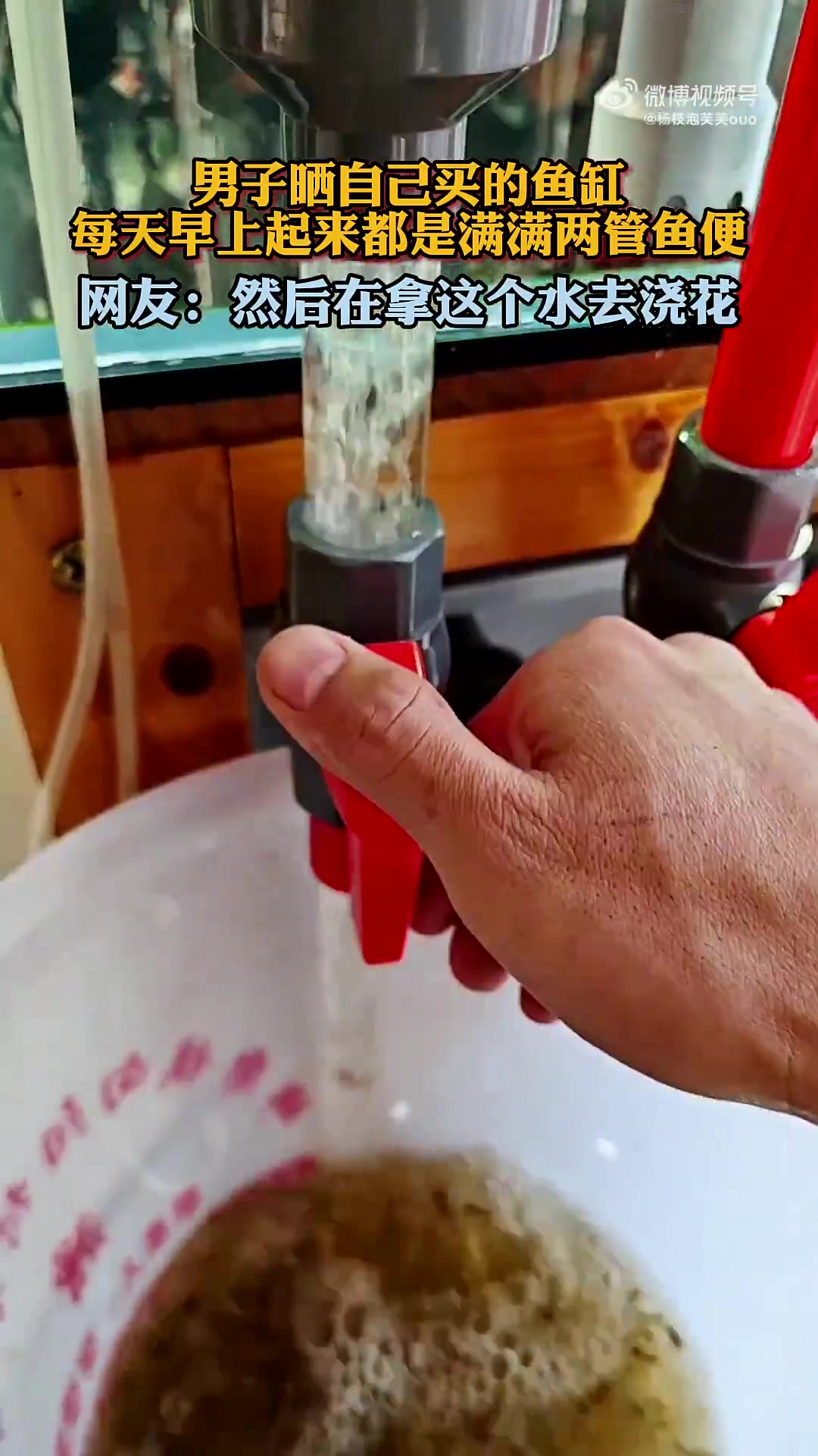 男子晒鱼缸，每天早起都有满满两管鱼便