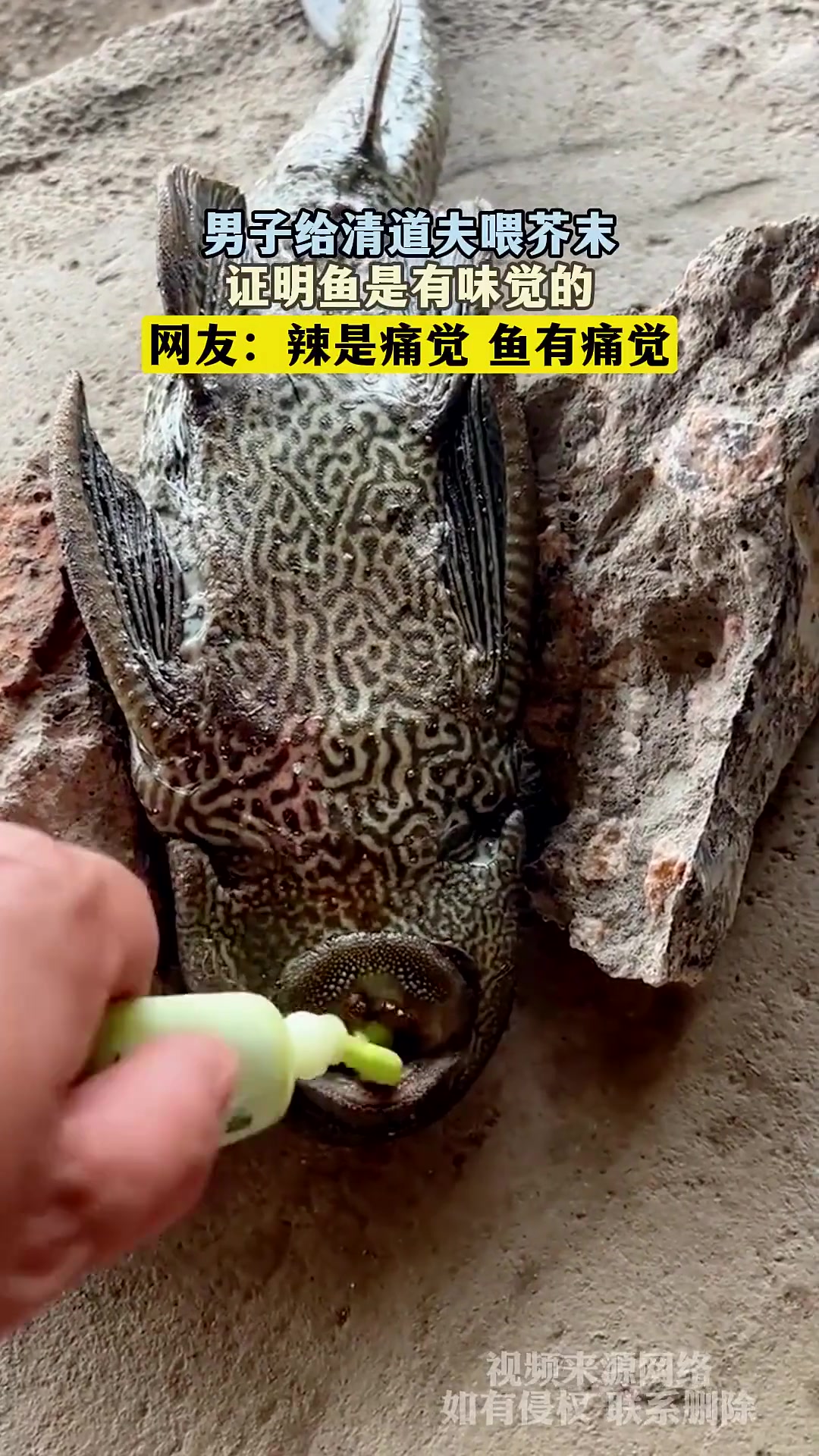 男子喂清道夫芥末证鱼有味觉，网友：辣是痛觉鱼有痛觉