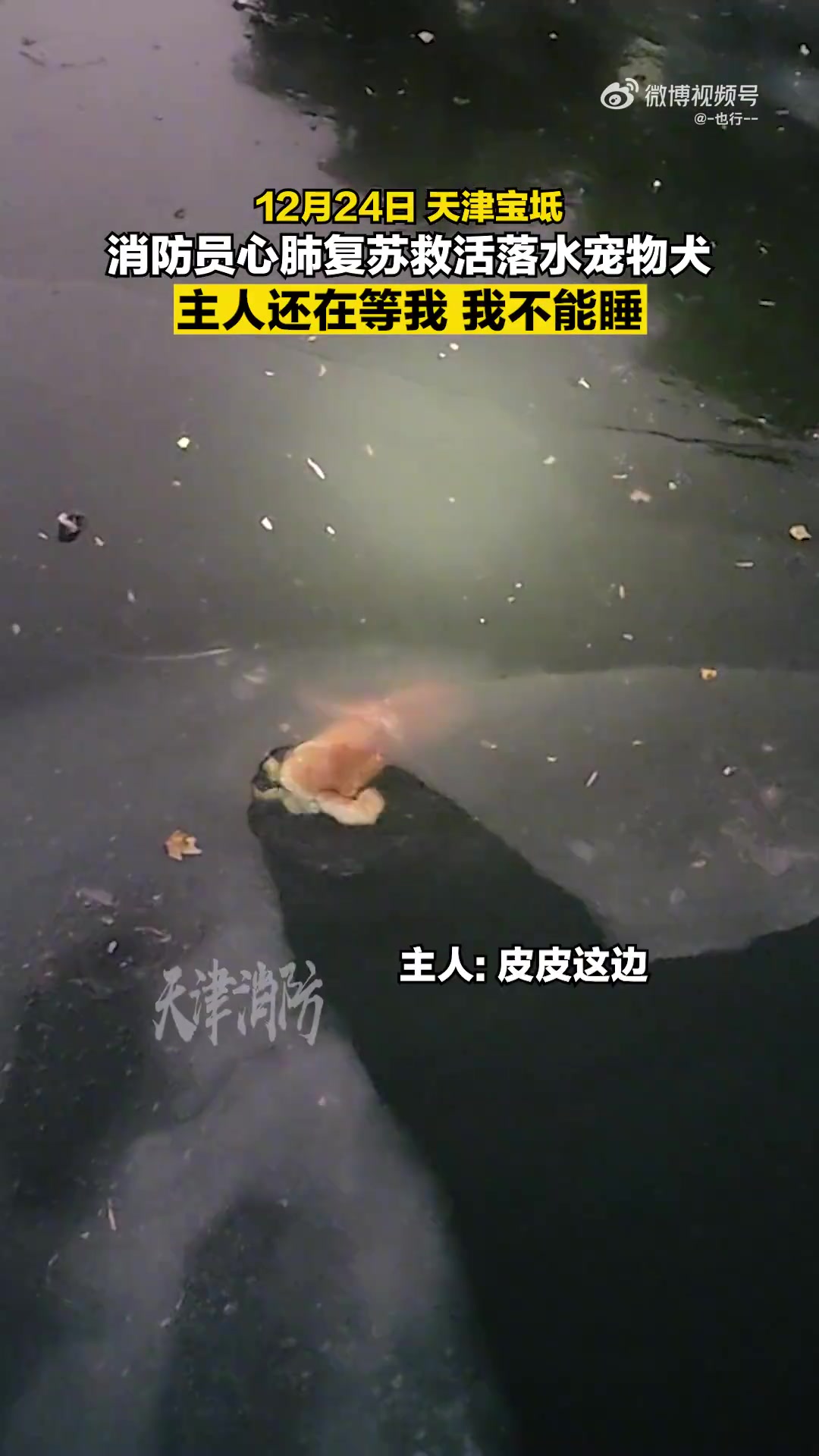宠物狗坠冰窟挣扎后失觉，消防员救起做心肺复苏使其获救