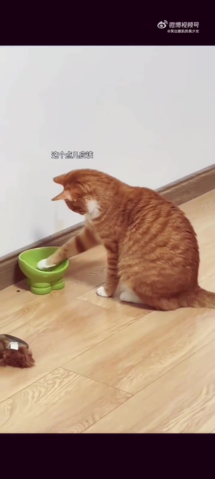 饭来！饭来！！饭来！！！碗坏猫好