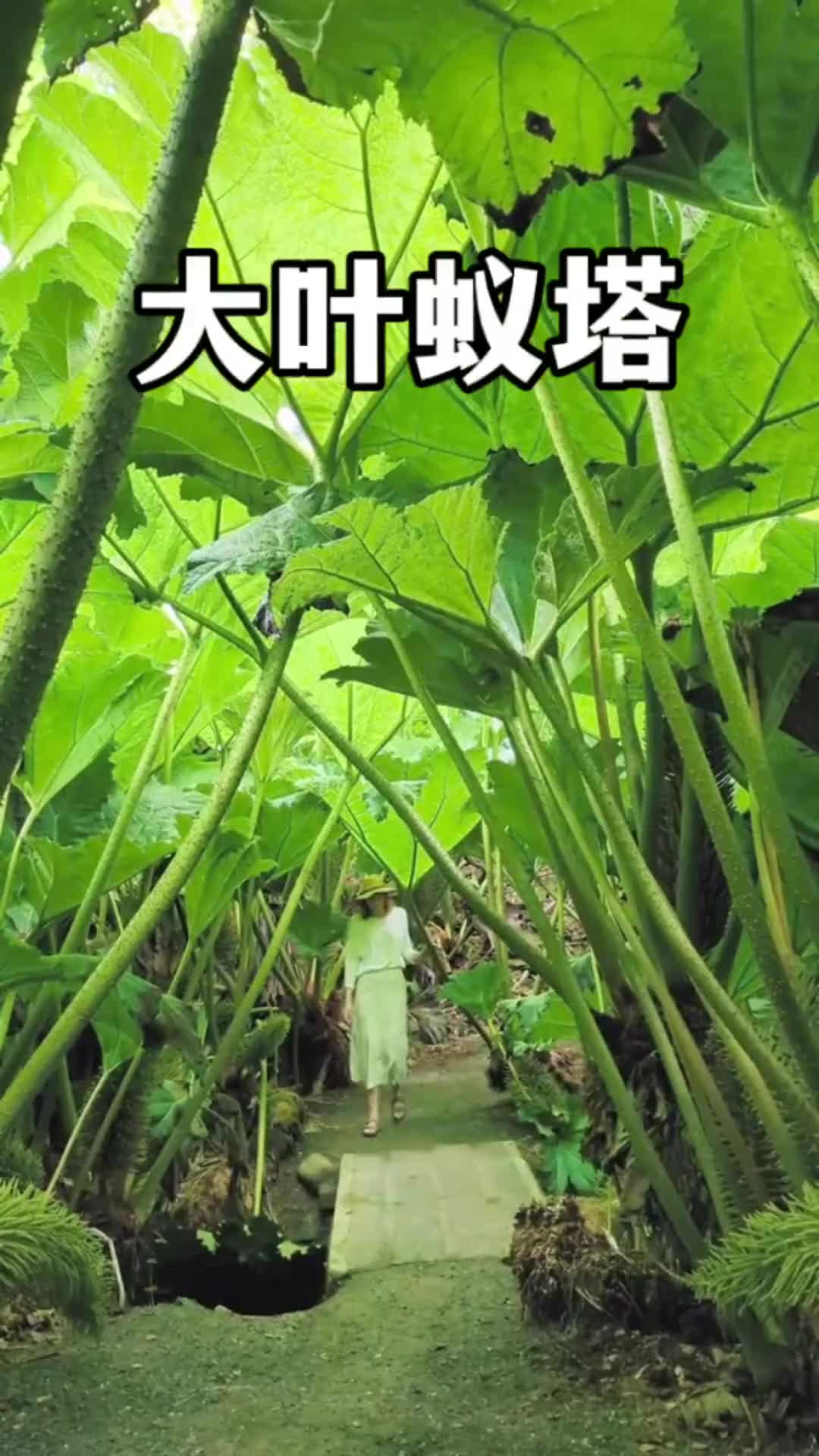 世界上叶片最大的草本植物