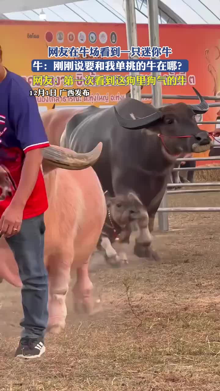 知道什么叫做初生牛犊不怕虎了！