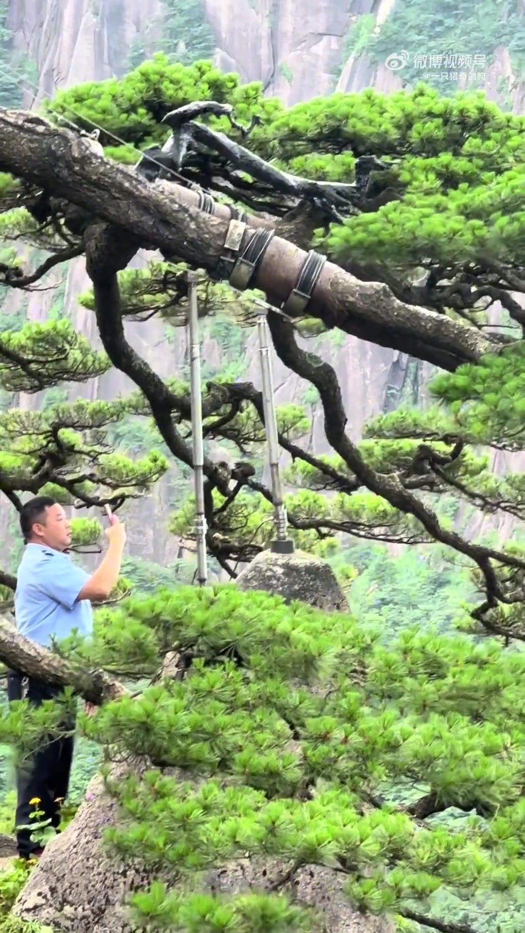 24小时都有人守着，多少人的铁饭碗得靠这棵树养活着