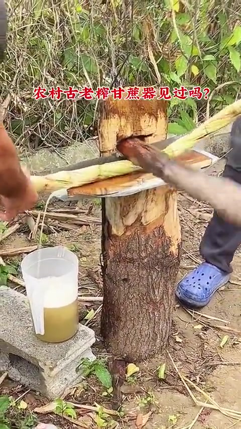 第一次见，这么奇特的榨甘蔗方式，你们见过吗