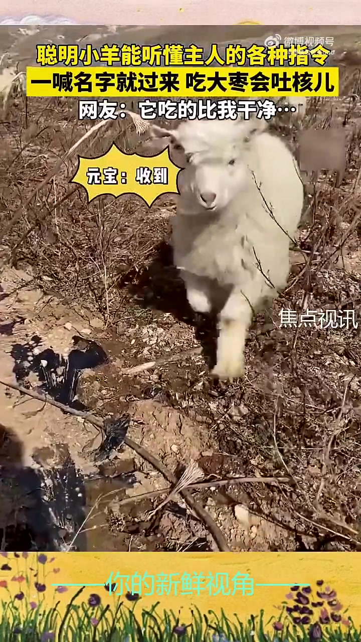 聪明小羊能听懂主人的各种指令一喊名字就过来