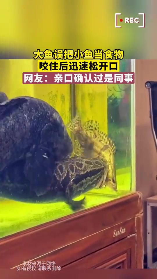 大鱼误把小鱼当食物，咬住后迅速松开口，网友：亲口确认过是同事