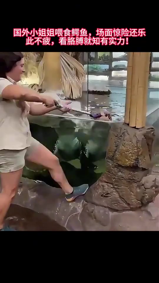 国外小姐姐喂食鳄鱼，场面惊险还乐此不疲看胳膊就知有实力