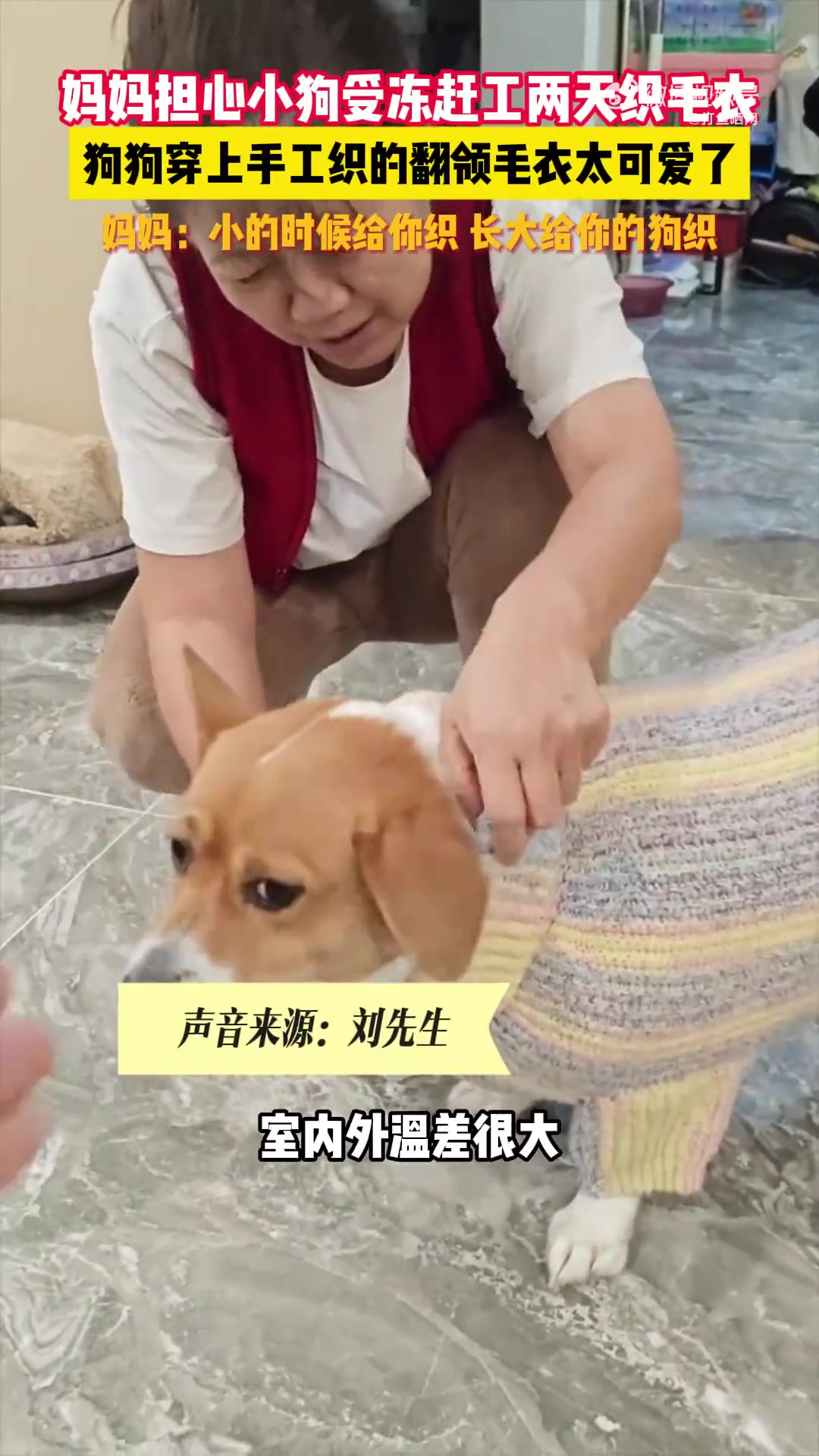 妈妈怕狗受冻赶工两天织翻领毛衣