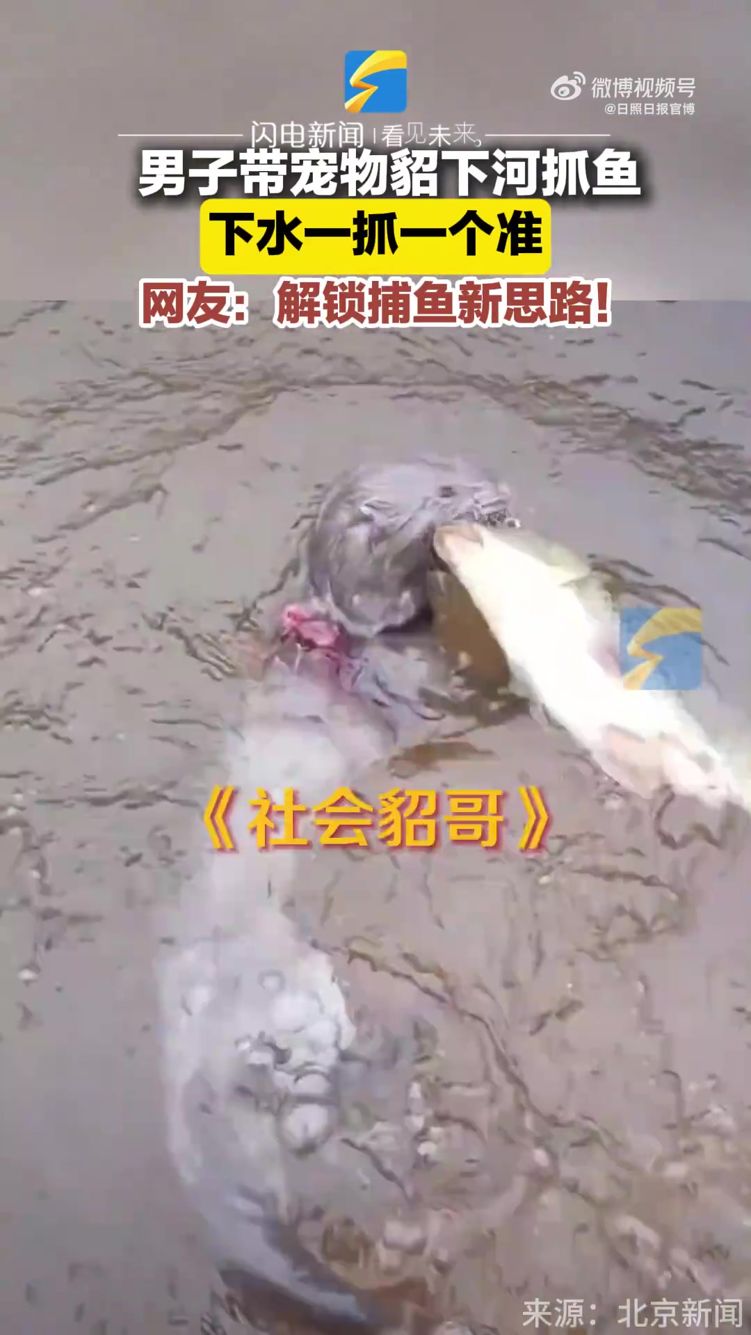 男子带宠物貂下河抓鱼，下水一抓一个准，网友：解锁捕鱼新思路