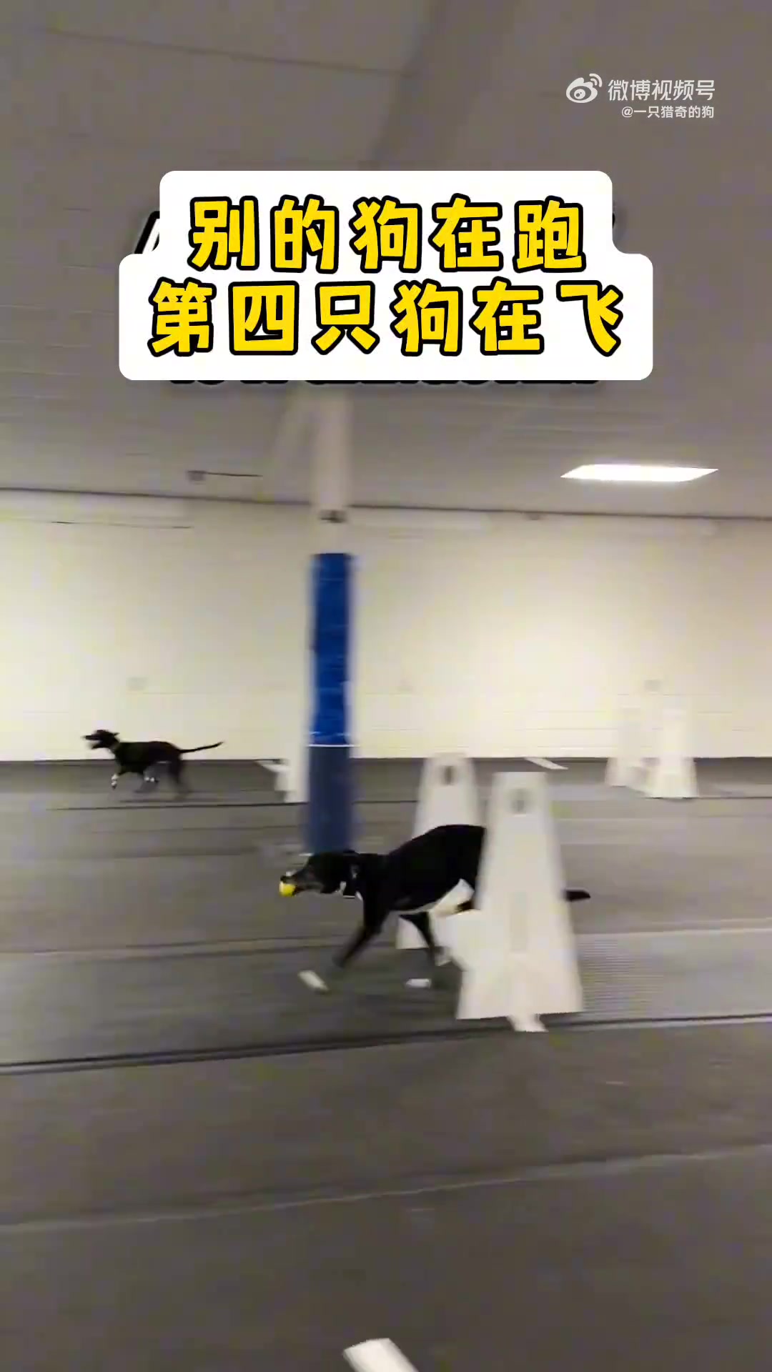 别的狗都是在跑，第四只狗竟然在飞
