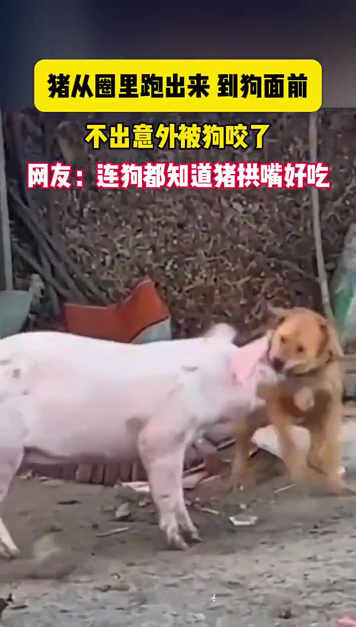 猪从圈里跑出来到狗面前不出意外被狗咬了