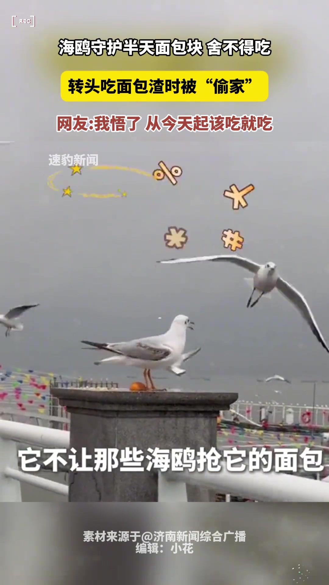 海鸥守护半天面包块舍不得吃转头吃面包渣时被“偷家”