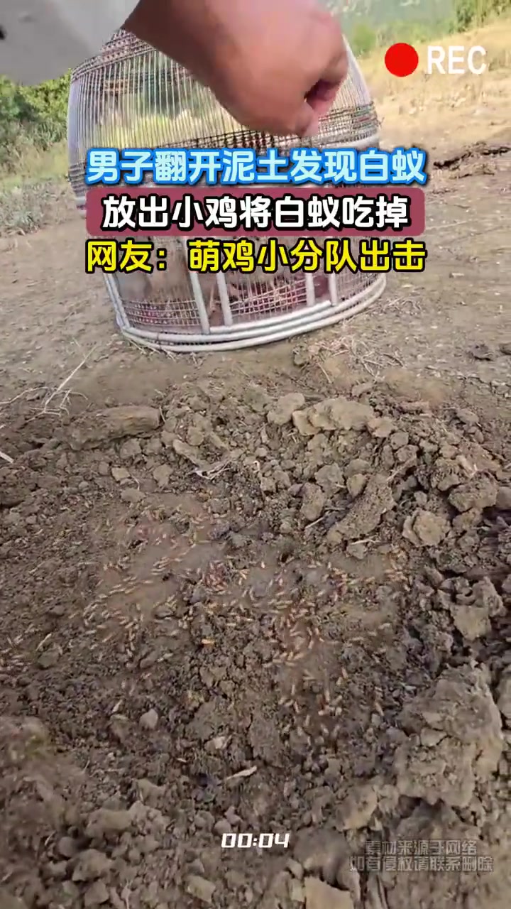 男子翻土发现白蚁，放小鸡啄食