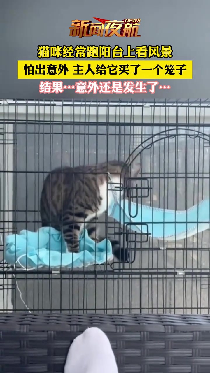 猫咪经常跑阳台上看风景怕出意外主人给它买了一个笼子