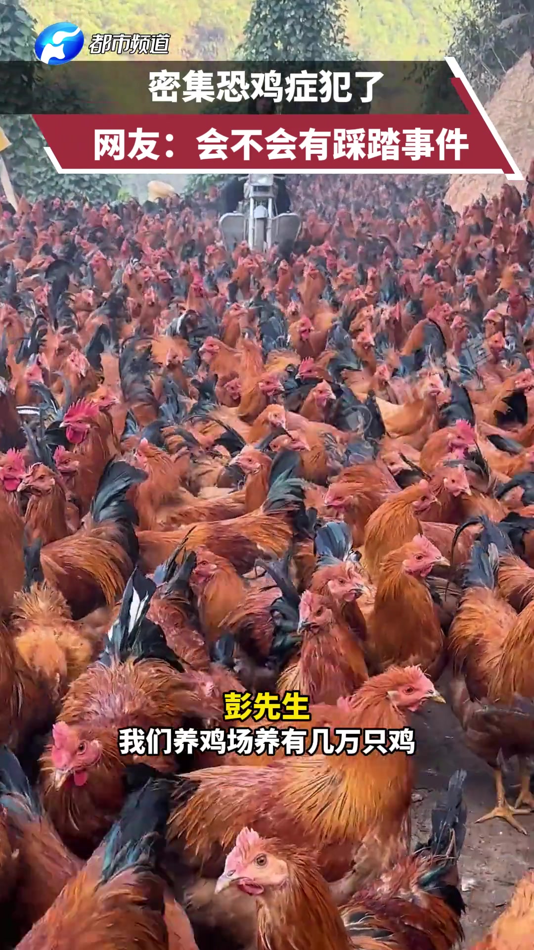 密集恐鸡症犯了，网友：会不会有踩踏事件