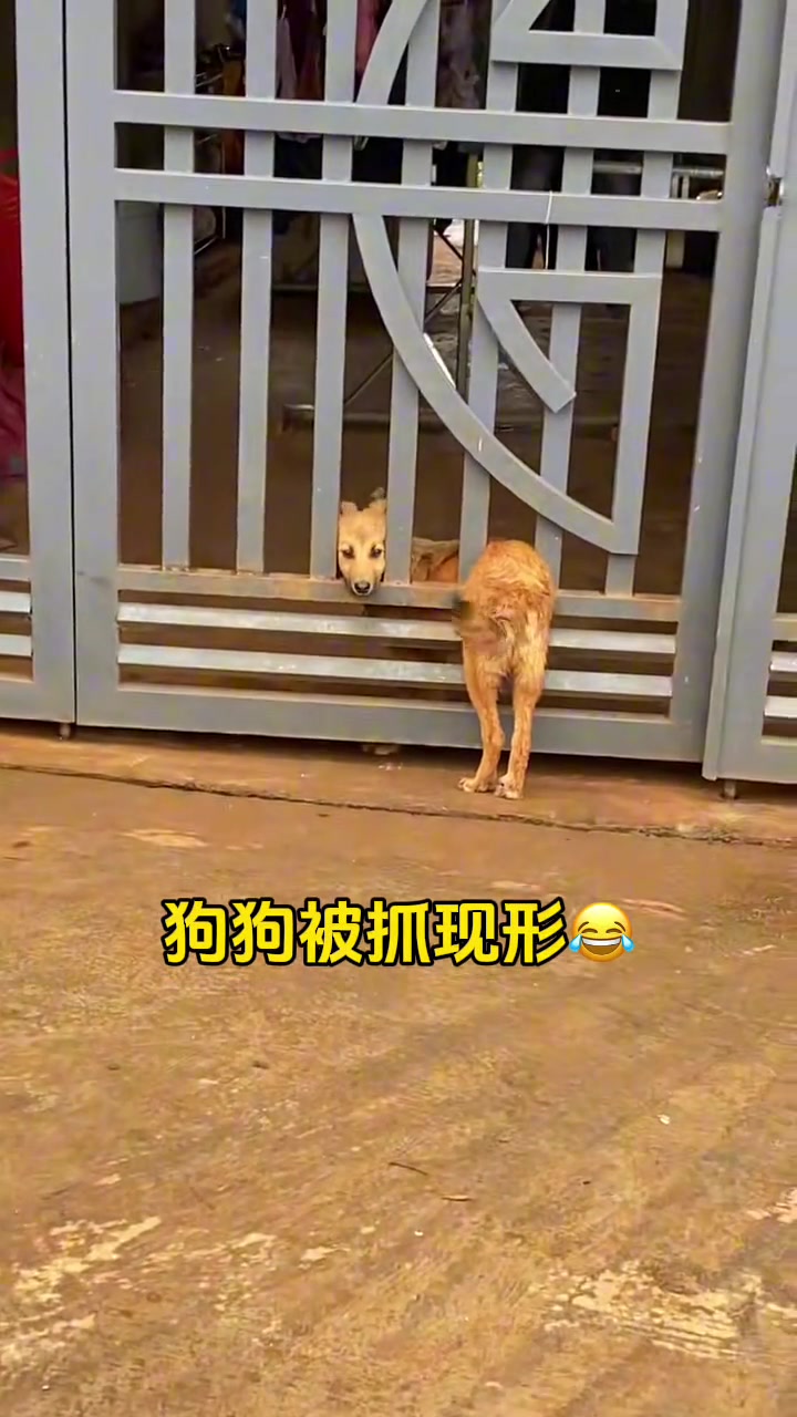 狗狗：我一直在家，没有去玩啊主人