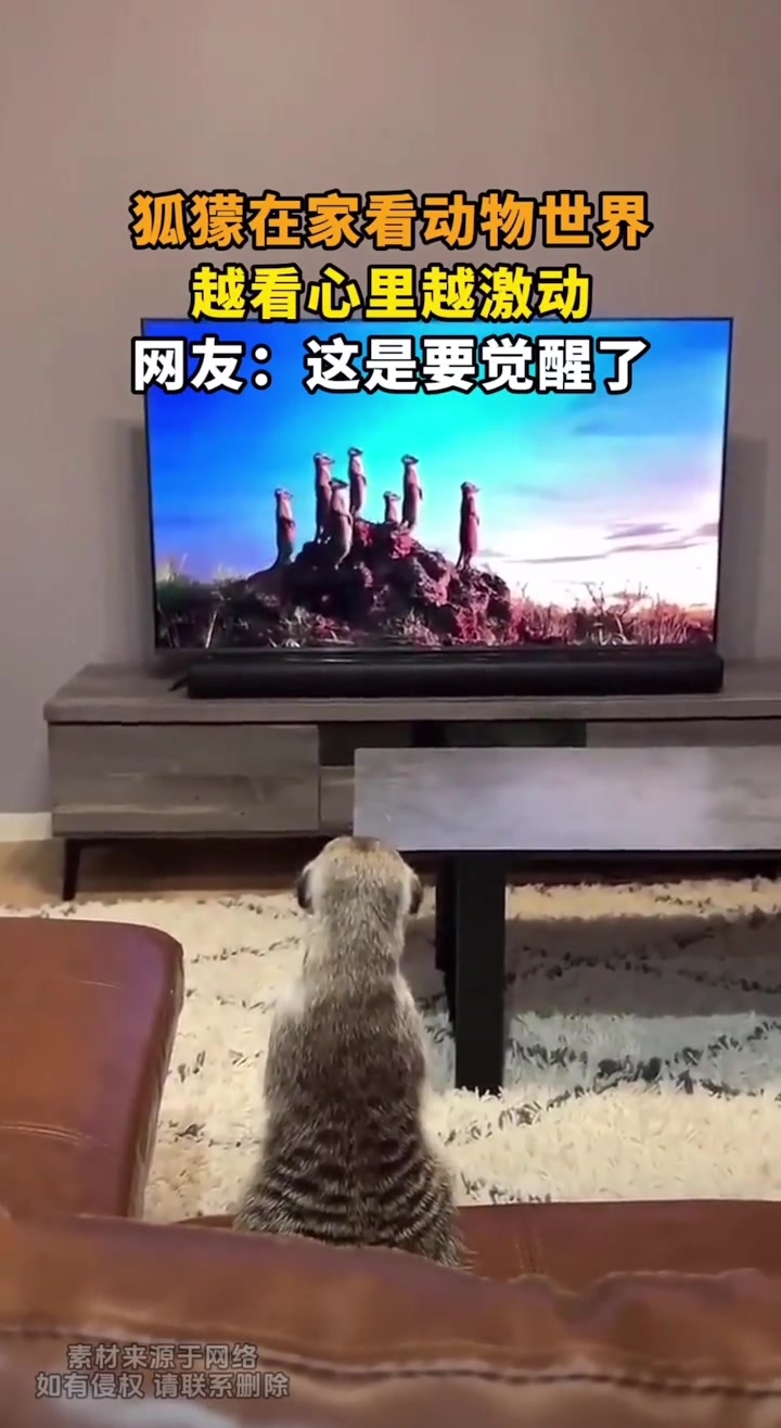 狐獴在家看动物世界，越看心里越激动