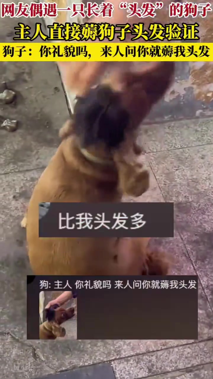 偶遇一只长着头发的狗子