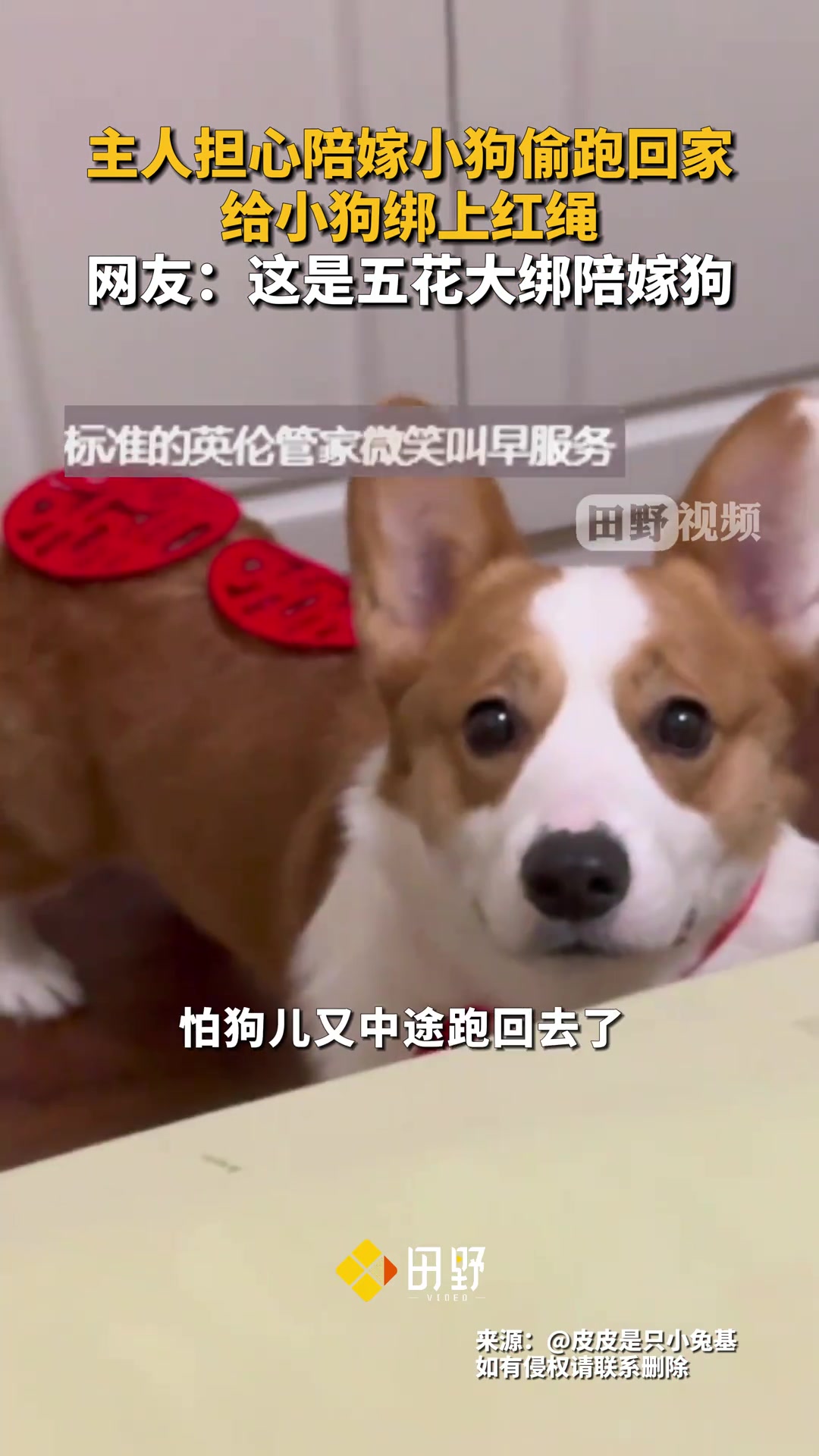 陪嫁小狗主人担心陪嫁小狗偷跑回家，给小狗绑上红绳