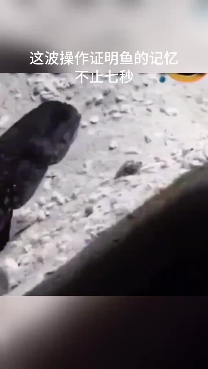 这波操作证明鱼的记忆不止七秒