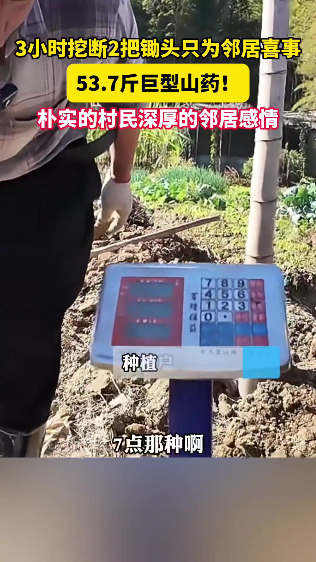 丽水农民挖出重达53斤的巨型山药挖3小时，挖断2把锄头