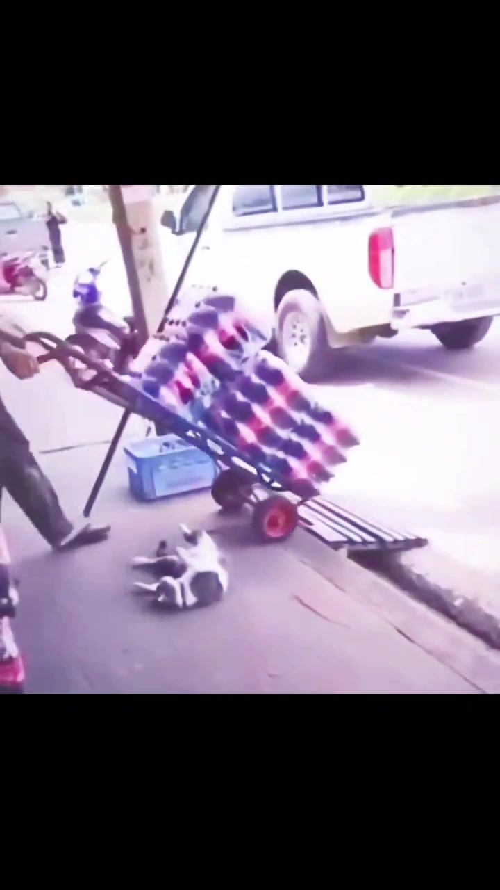 猫：是你走错路了！