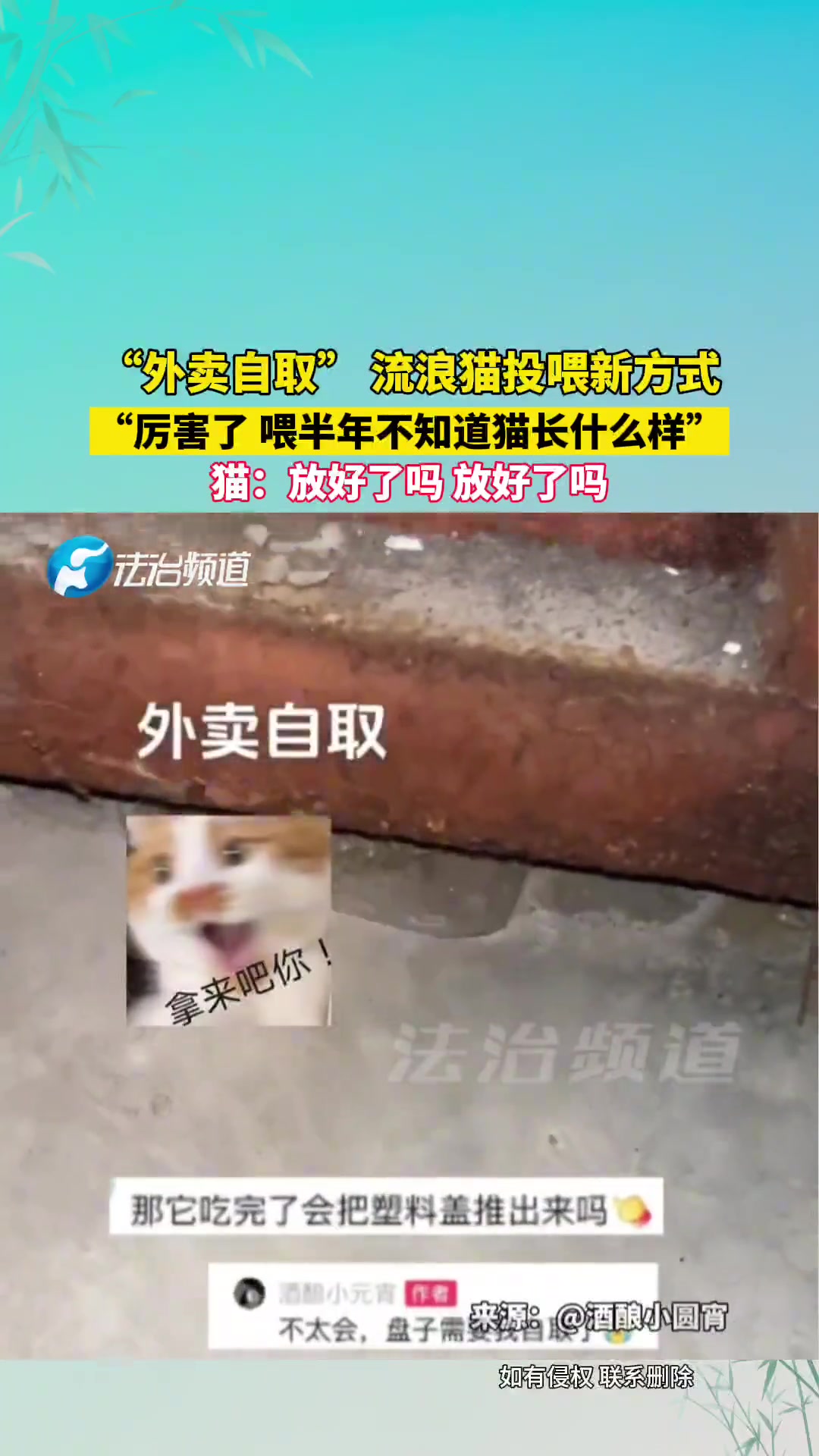 “外卖自取”流浪猫投喂新方式厉害了喂半年不知道猫长啥样