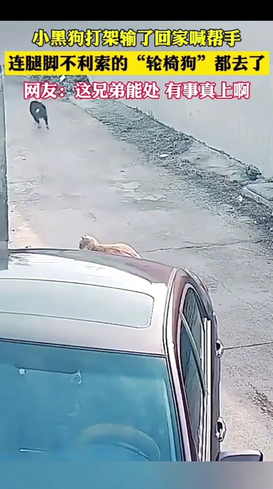 旁边猫：多大点事啊！叫这么多兄弟，轮椅兄都去了