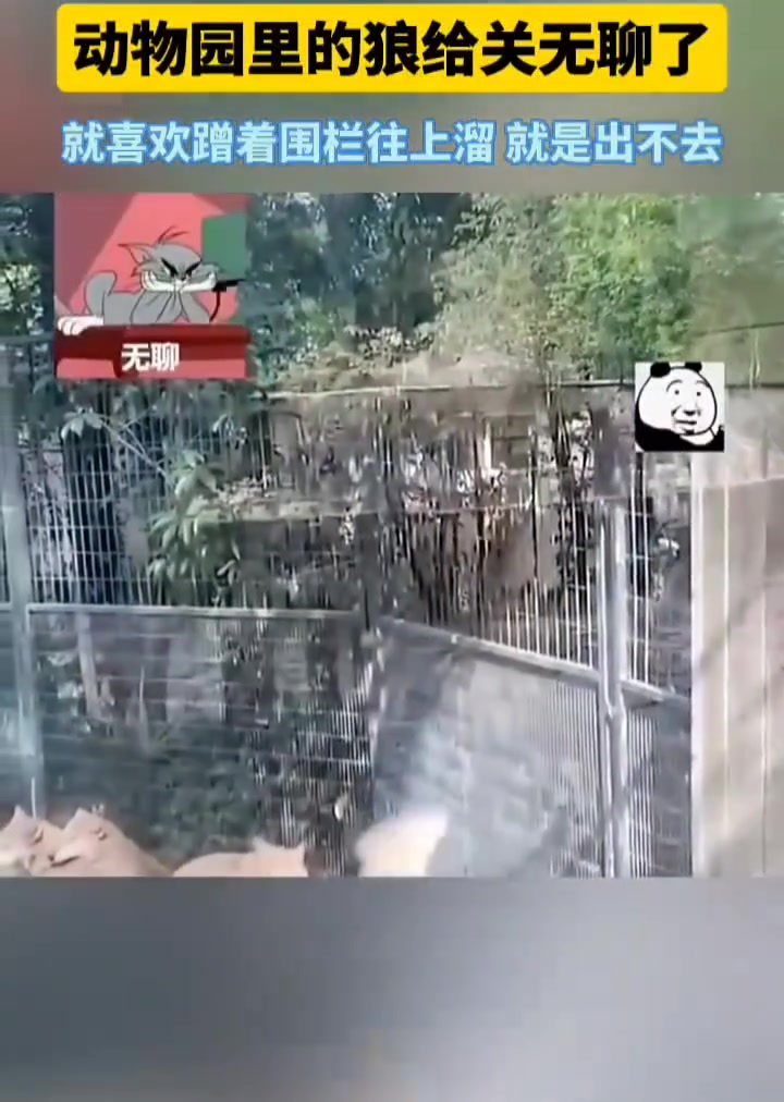 动物园里的狼给关无聊了