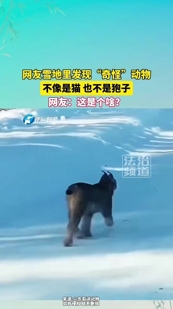 网友雪地里发现“奇怪”动物，不像是猫也不是狍子！这是个啥