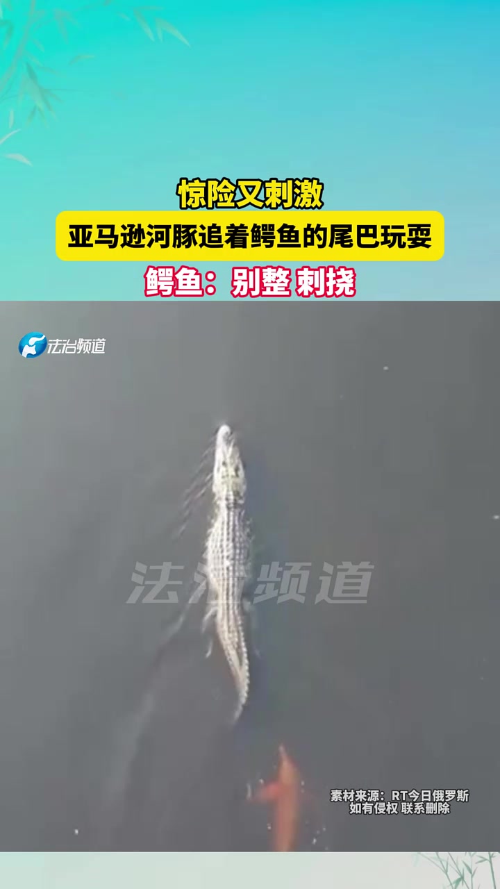惊险又剌激，亚马逊河豚追着鳄鱼的尾巴玩耍！
