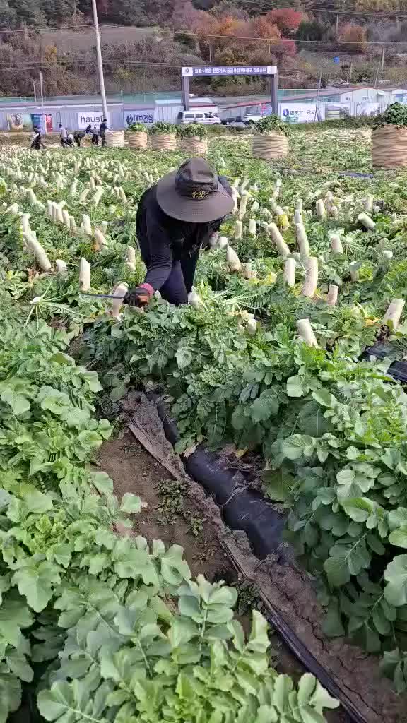 萝卜叶子做腌菜好吃！