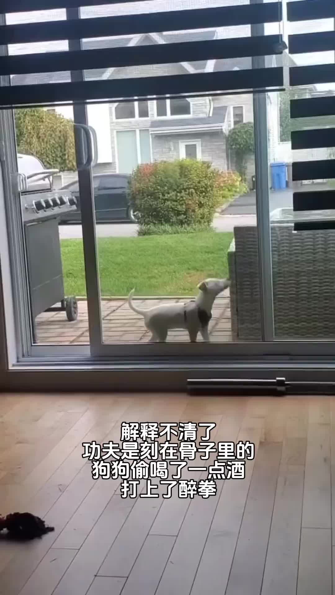 这狗子是打了一套醉拳吗