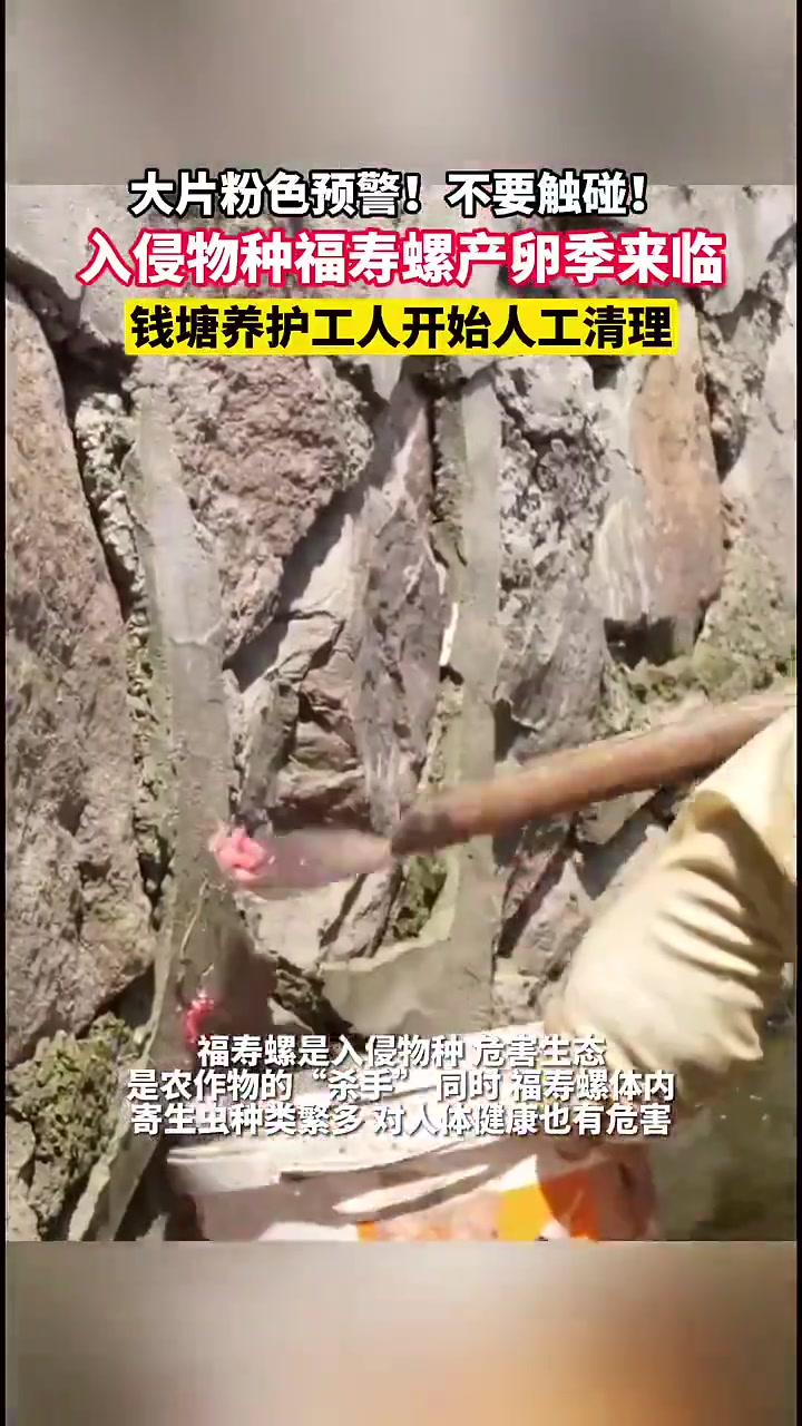 福寿螺产卵季来临，钱塘工人人工清理大片粉色卵块