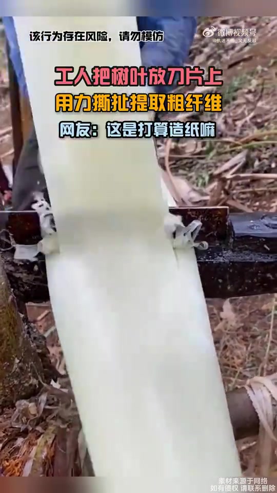 工人用刀片撕扯树叶取粗纤维，网友疑是造纸
