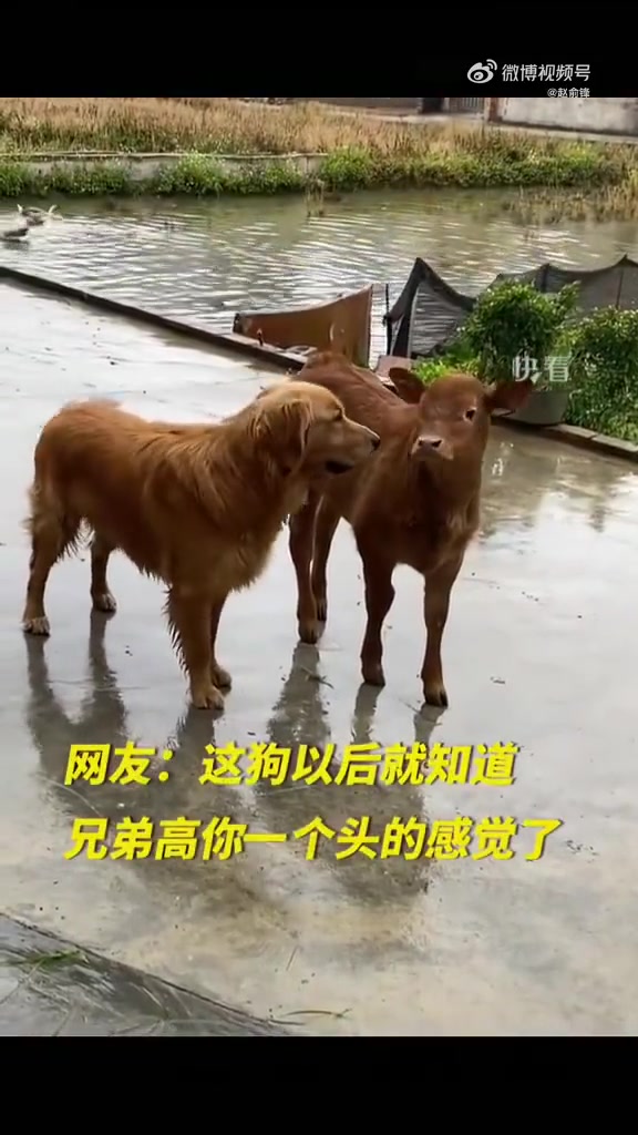跨越物种的友情