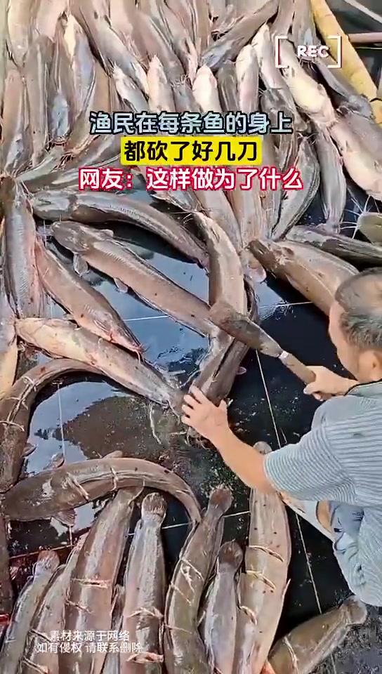 渔民在每条鱼的身上，都砍了好几刀