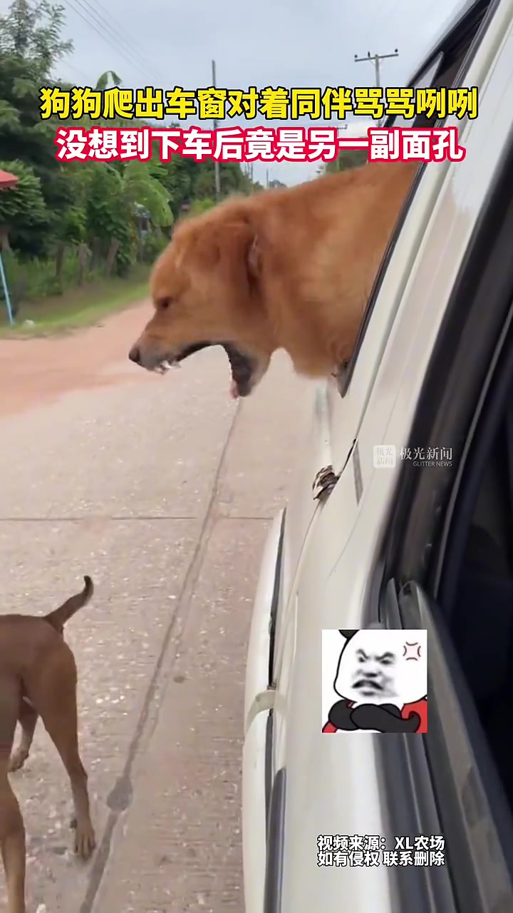狗狗爬出车窗对着同伴骂骂咧咧，没想到下车后竟是另一副面孔！
