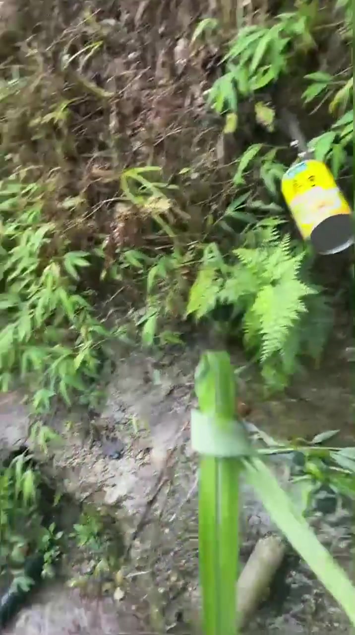 小时候妈妈说喝泉水要打个草结，其实我也说不出为什么要打