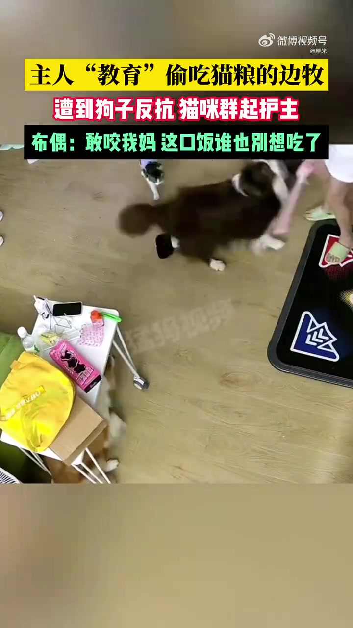 主人教育偷吃猫粮的边牧，遭到狗子反抗猫咪群起护主