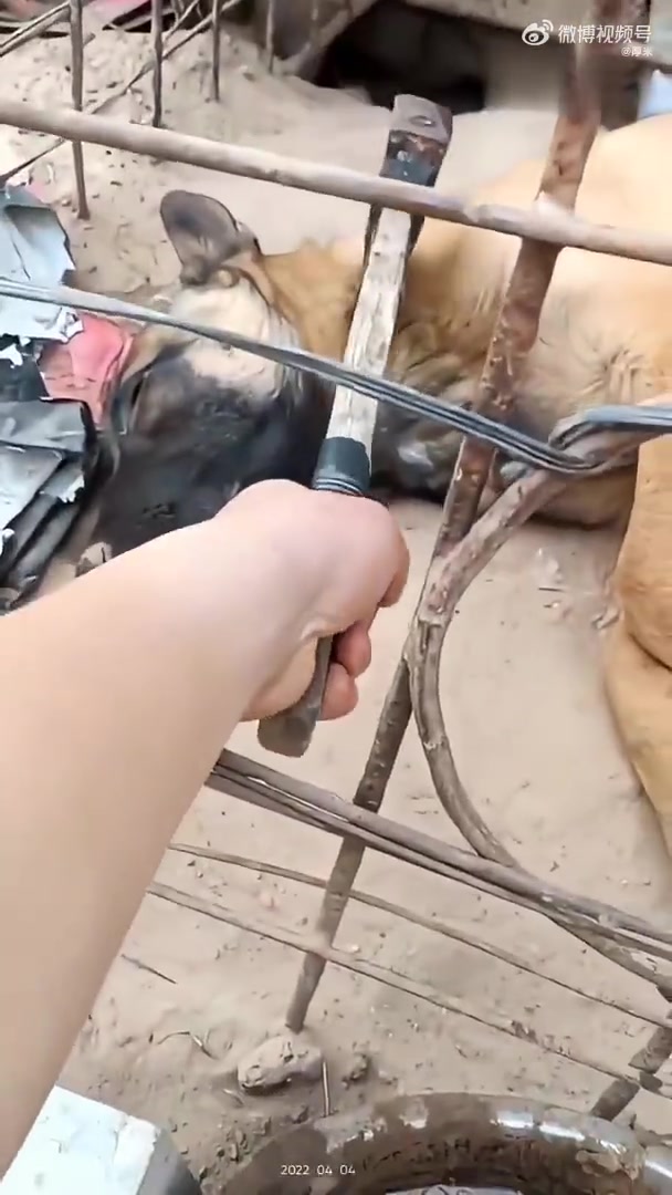 看把狗吓成啥样了