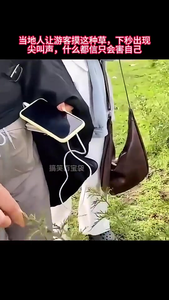 当地人让游客摸这种草，下秒出现尖叫声，什么都信只会害自己