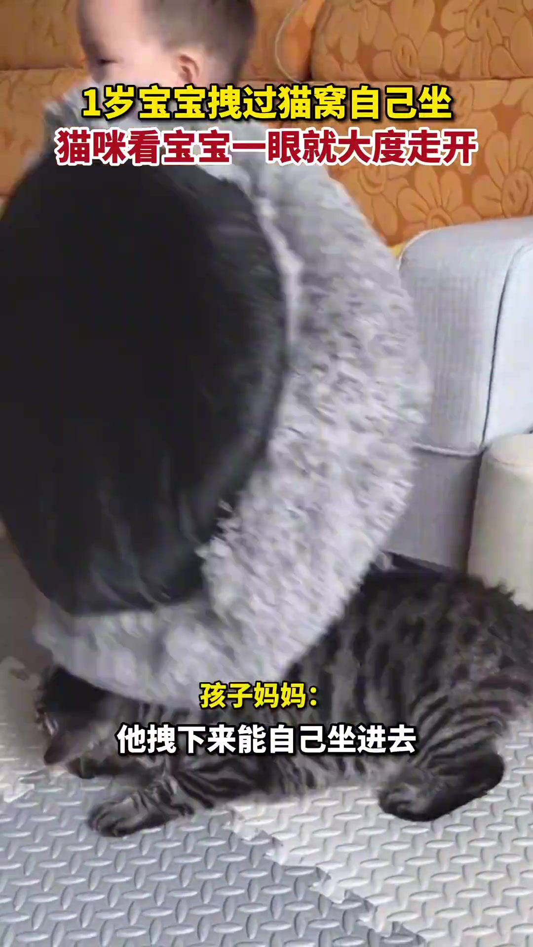 萌娃抢猫窝坐，妈妈称猫对娃很包容
