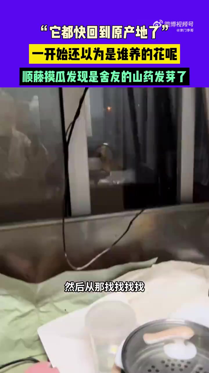 一开始还以为是谁养的花呢，顺藤摸瓜发现是舍友的山药发芽了